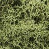 Woodland Scenics L161 Lichen Bag, Spring Green (82 Cu. In.)