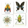 INCREDIBLE INSECTS MEMORY CARDS