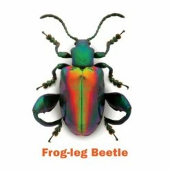 INCREDIBLE INSECTS MEMORY CARDS -Bandai Sales Store pomegranate incredible insects memory cards 2