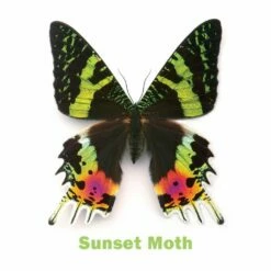 INCREDIBLE INSECTS MEMORY CARDS -Bandai Sales Store pomegranate incredible insects memory cards 3