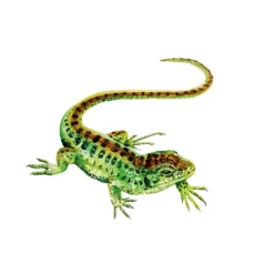 Rebel MEADOW GAME -Bandai Sales Store rebel meadow game 11