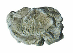 Woodland Scenics C1237 Rock Mold - Wind Rock